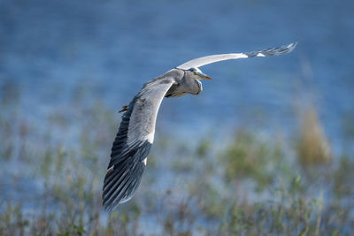 Close-up of bird flying over field