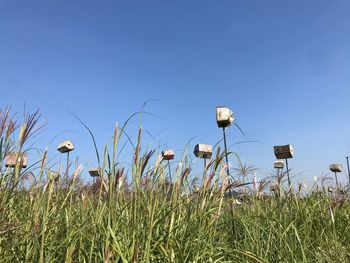 Low angle view of plants on field against clear sky