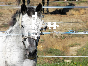 Close-up of horse in ranch