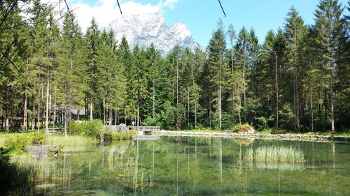Scenic view of lake against trees in forest
