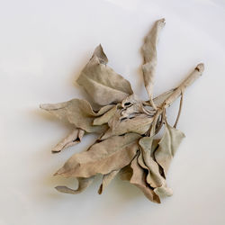 Close-up of dried plant against white background