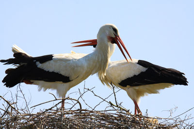 Low angle view of birds in nest against sky