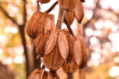 Close-up of dry leaves hanging on tree