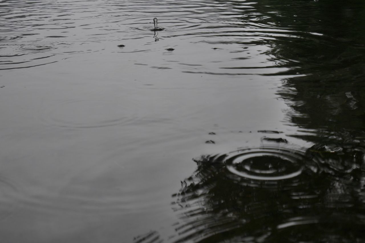 water, rippled, waterfront, lake, nature, reflection, no people, animal themes, high angle view, day, animals in the wild, vertebrate, animal wildlife, animal, outdoors, motion, tranquility, one animal, bird, concentric