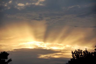 Low angle view of silhouette trees against sky during sunset