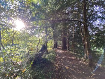 Footpath amidst trees in forest