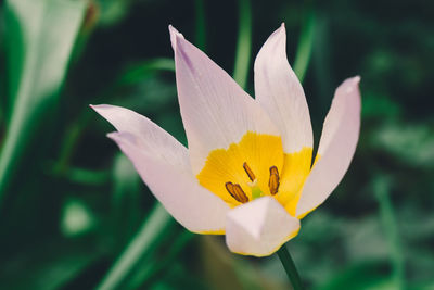 Close-up of lotus water lily blooming outdoors