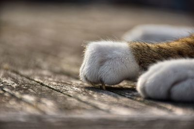 Close-up of cat relaxing on wood