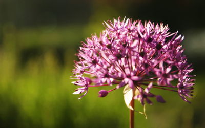 Close-up of pink thistle blooming outdoors