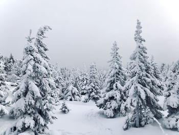 Snow covered pine trees in forest against sky