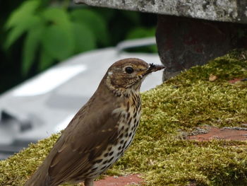 Close-up of bird