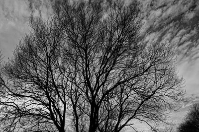 Low angle view of bare tree against sky