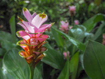 Close-up of pink flowering plant