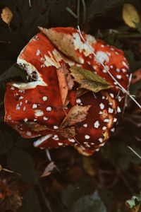 Close-up of red leaves