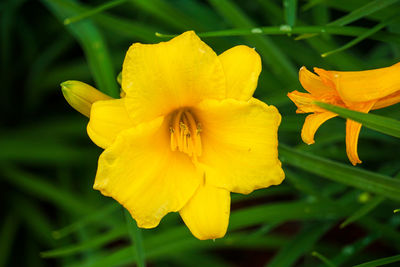 Close-up of yellow rose flower