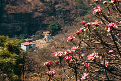 Pink cherry blossom tree in mountains