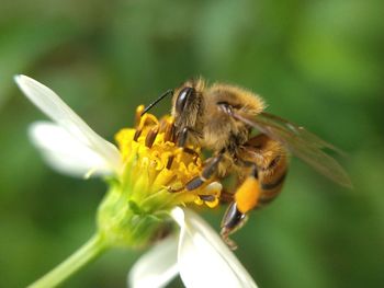 Close-up of bee pollinating on flower