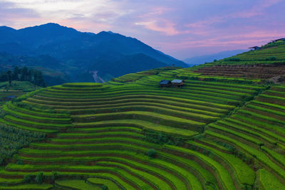 Scenic view of rice paddy against sky