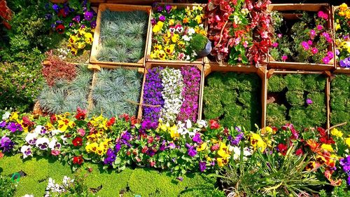 Full frame shot of multi colored flowers