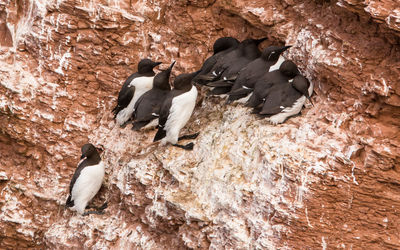 High angle view of penguins on rock