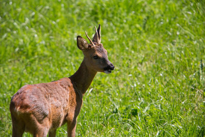 Deer standing on grass