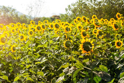 Close-up of yellow flowering plants on field