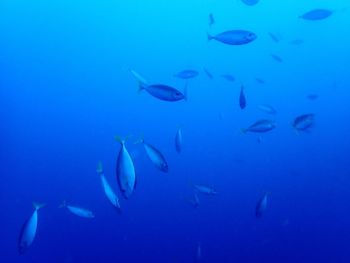 Fishes swimming in sea