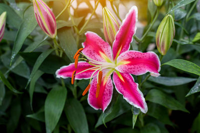 Close-up of pink flowering plant