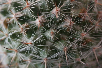 Full frame shot of succulent plant