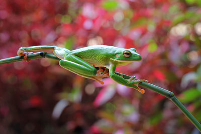 Close-up of green lizard