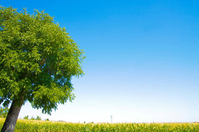 Trees on field against clear blue sky