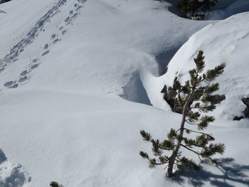 Snow covered land and trees