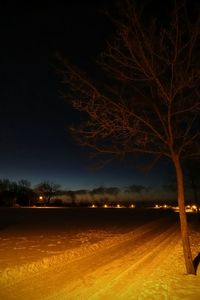 Trees at night