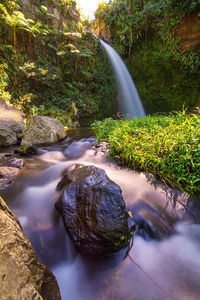 Scenic view of waterfall in forest