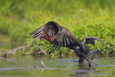 Bird flying over lake