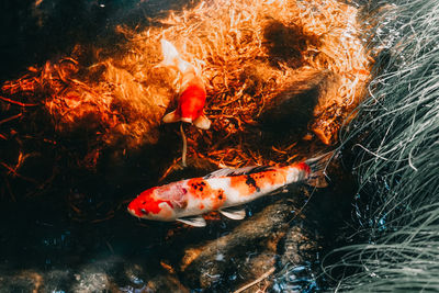 High angle view of koi carps swimming in sea