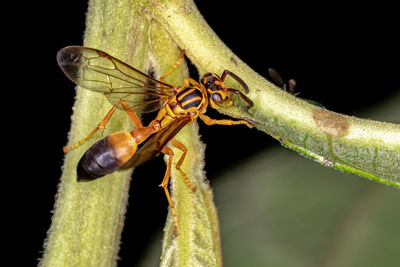 Close-up of dragonfly on plant