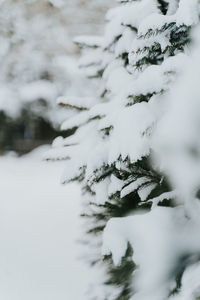 Close-up of snow covered pine tree