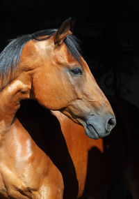 Close-up of a horse