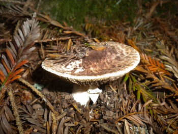 High angle view of mushroom