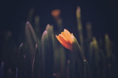 Close-up of orange day lily blooming outdoors