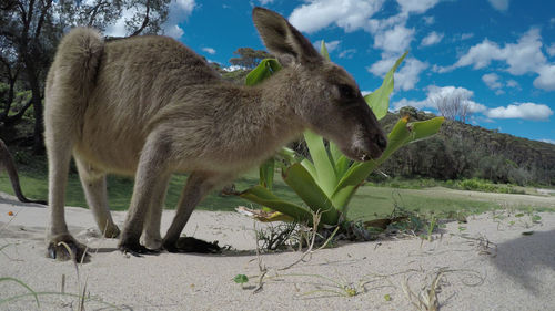 Low-angle view of a young eastern grey kangaroo at a beach in australia.