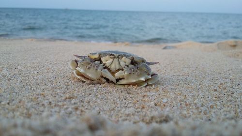 Surface level of shells on beach