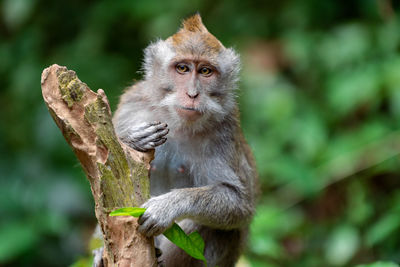 Portrait of monkey sitting on tree