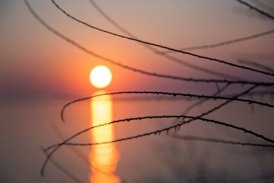 Close-up of silhouette plant against orange sky