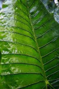 Close-up of wet plant leaves