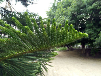 Close-up of fresh green plant