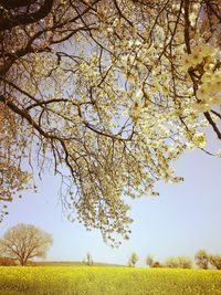 Low angle view of cherry blossoms on field against sky