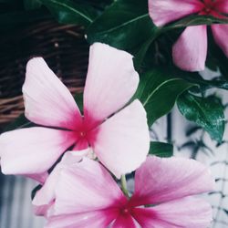 Close-up of pink flower