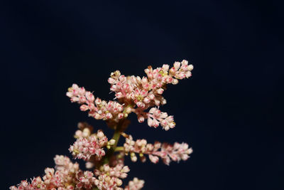 Close-up of white flowering plant against black background